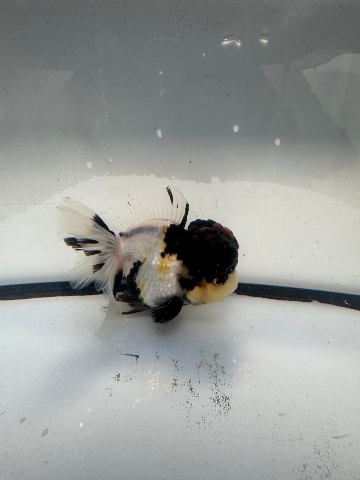 Panda/ tricolour.  WVF919