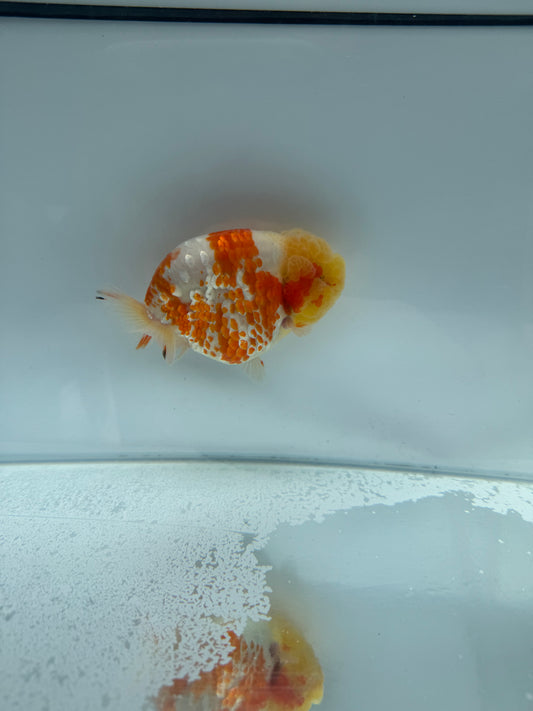 Sakura Ranchu. WVF134,Direct from Meng Lee