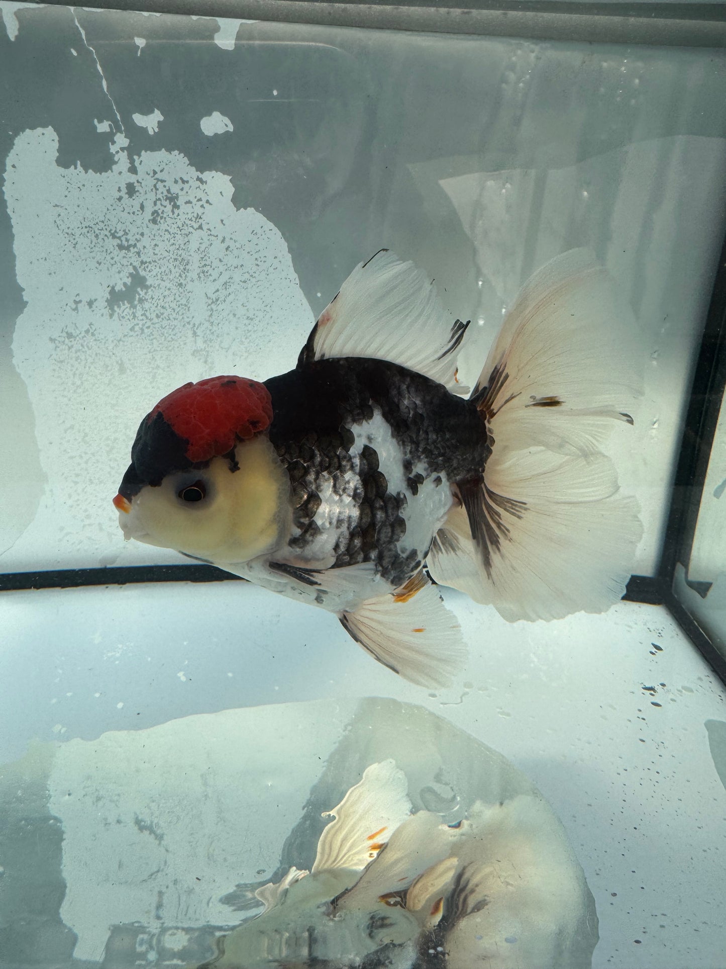 Tricolour Oranda. WVF1094