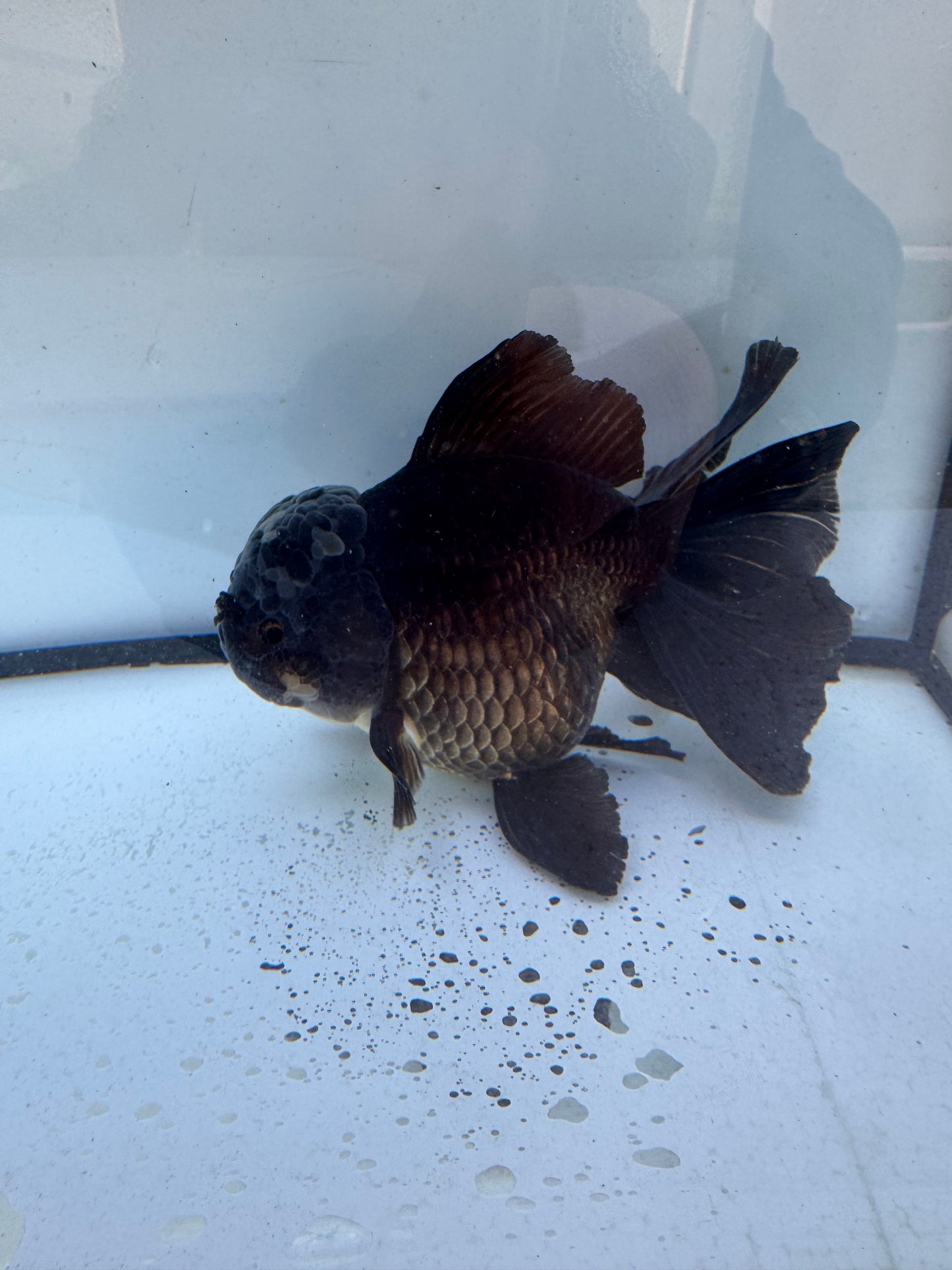 Bronze Oranda WVF601