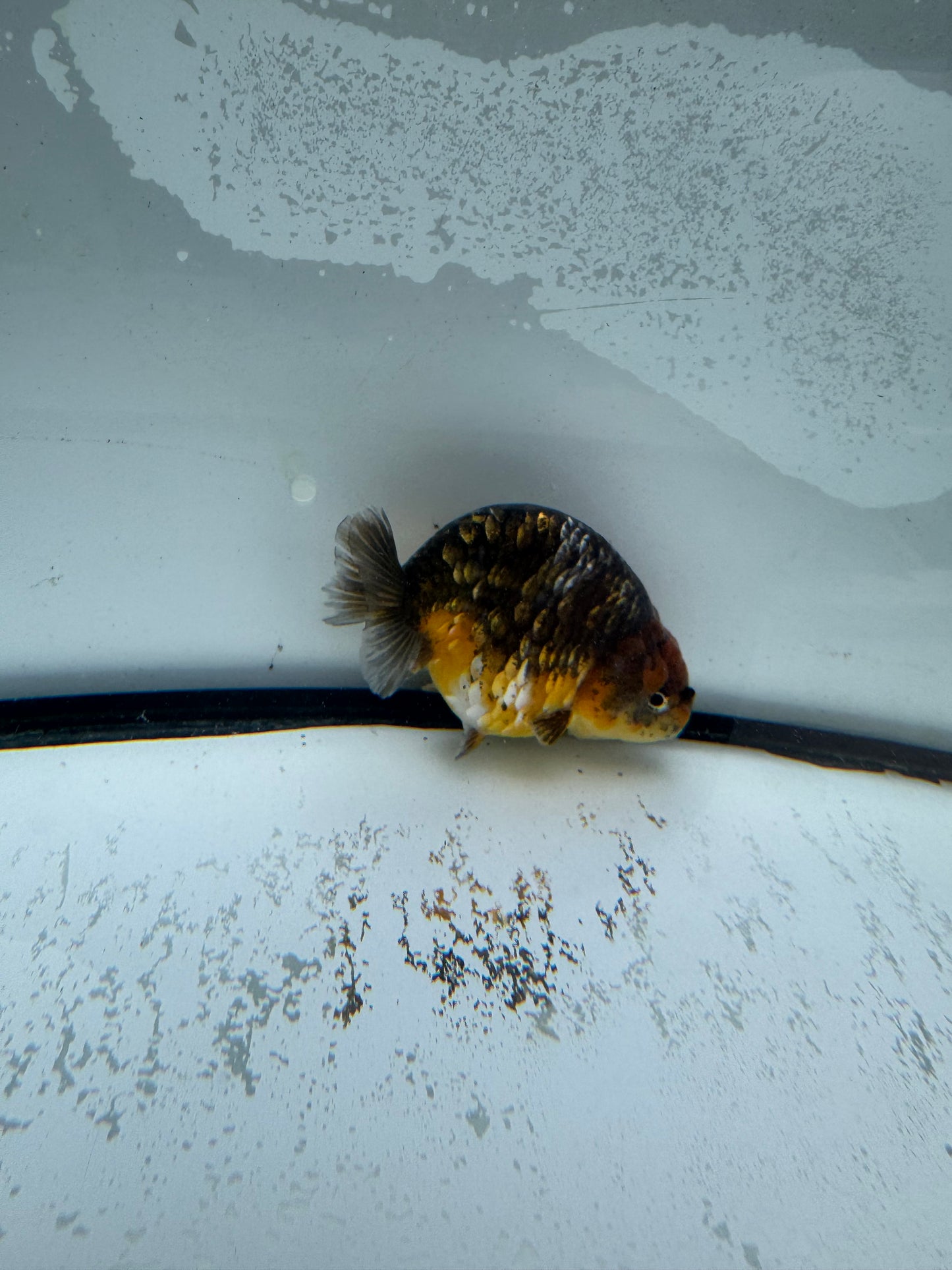 Kirin Ranchu. WVF978