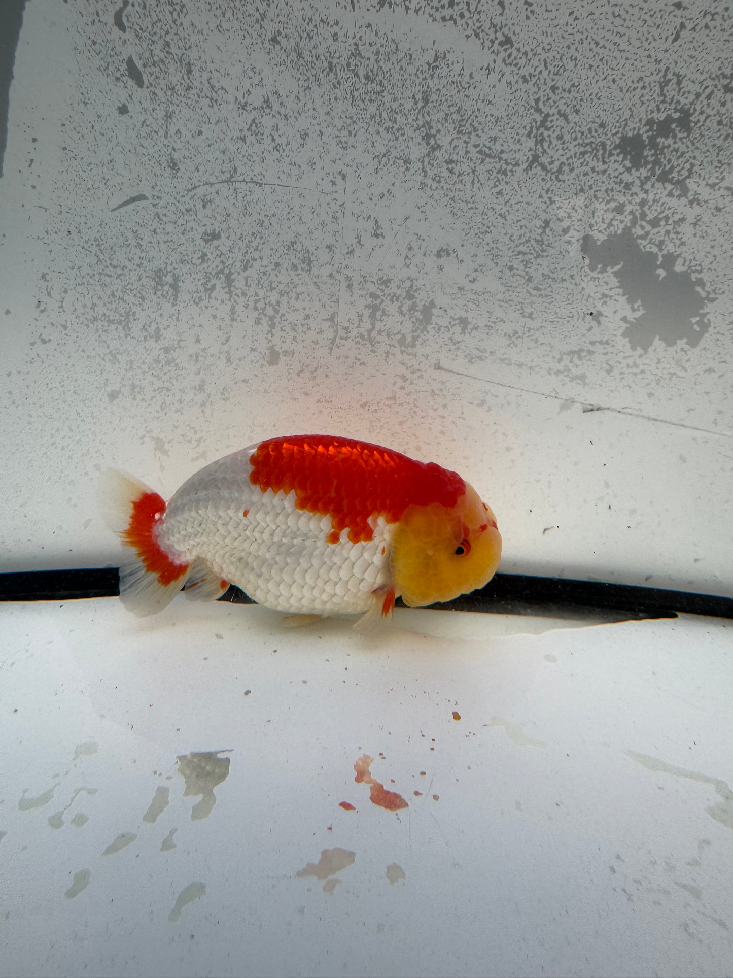 Red&white dragon head Ranchu. WVF1153