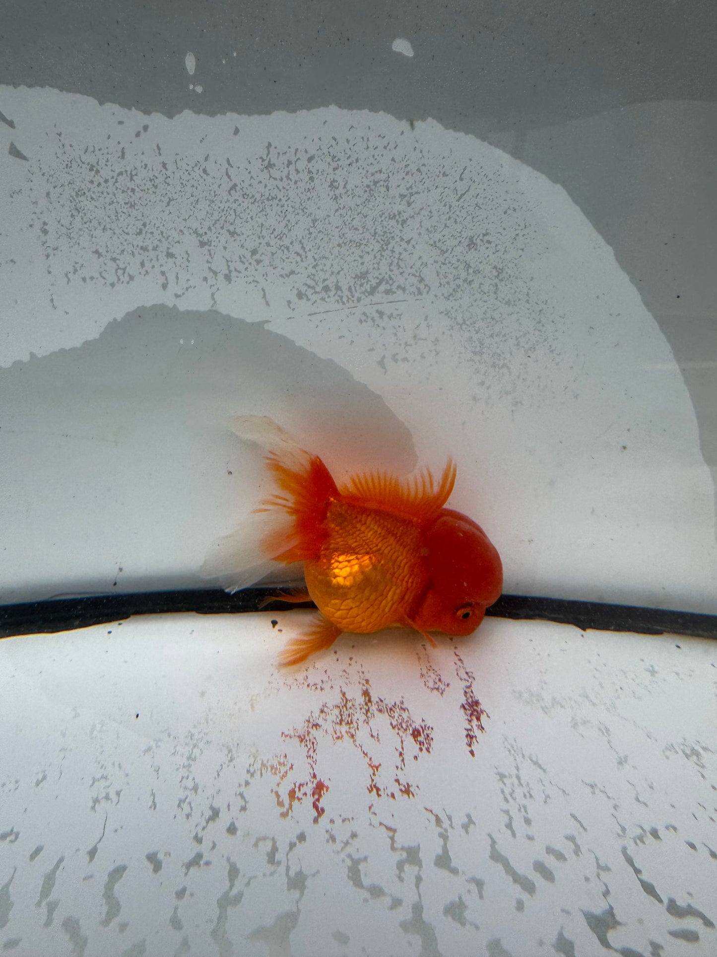 Red hi head Oranda.  WVF990