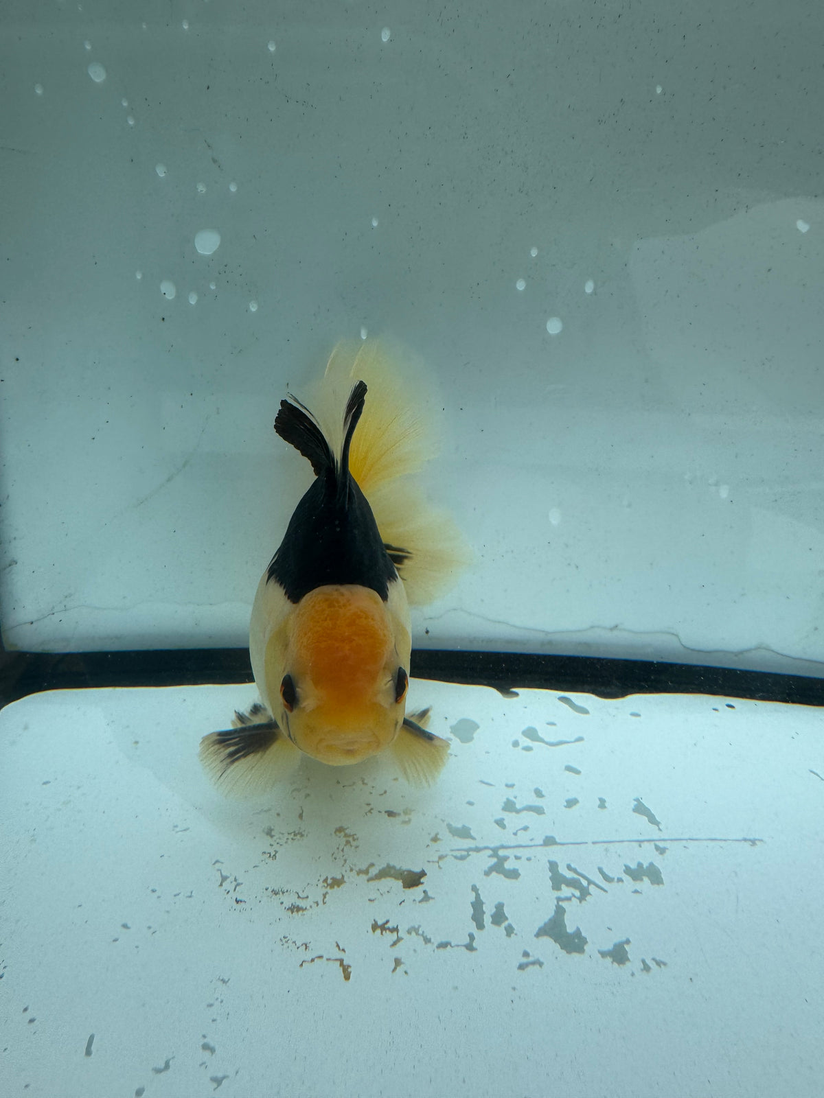 Panda Oranda. WVF1204