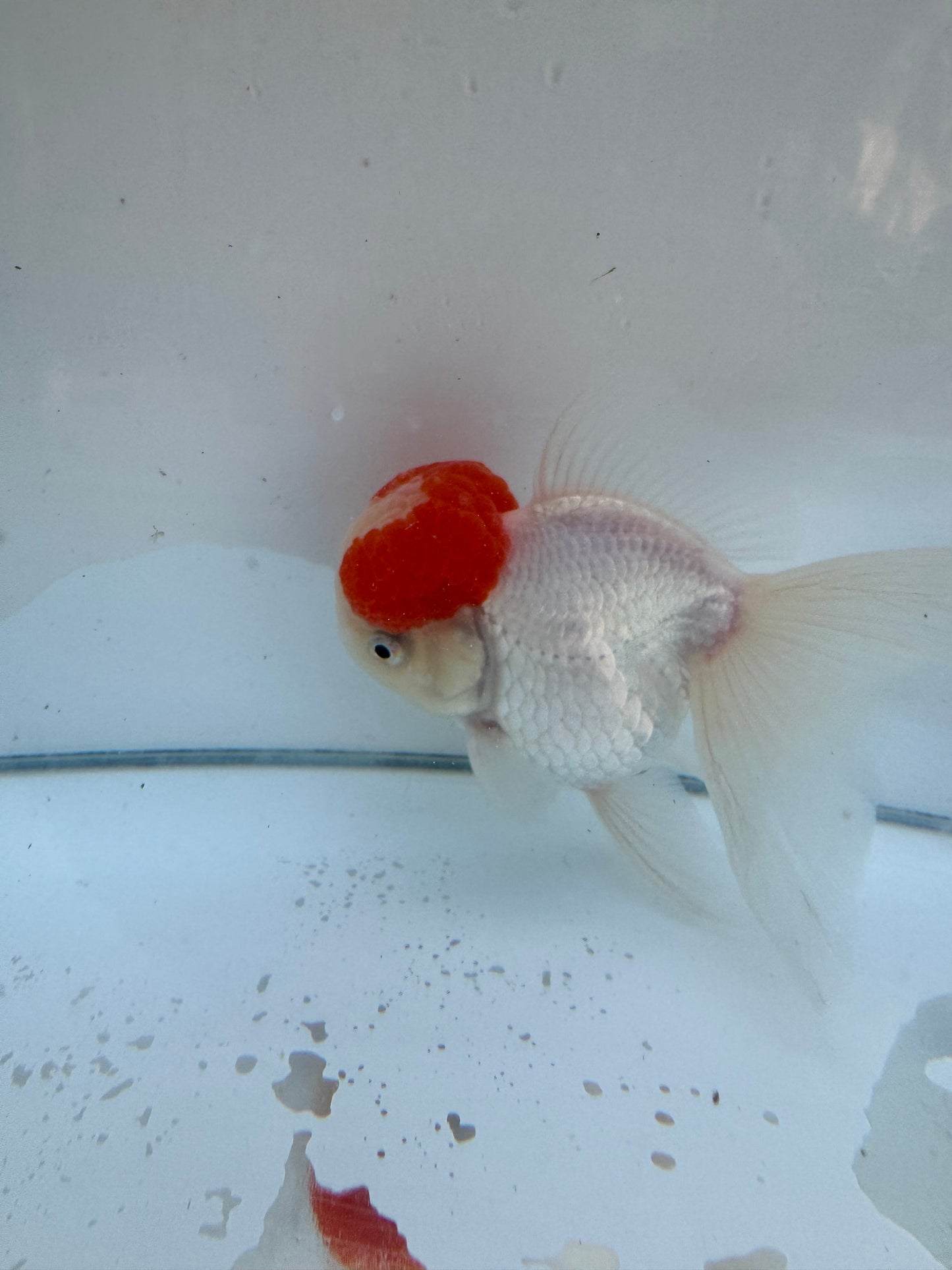 Red&white Oranda.  WVF067