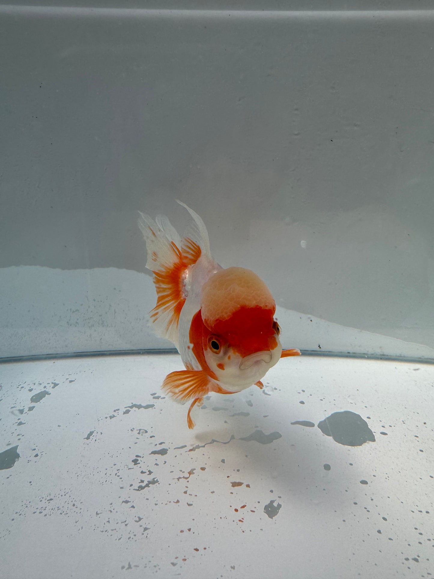 Red&white Oranda  WVF025