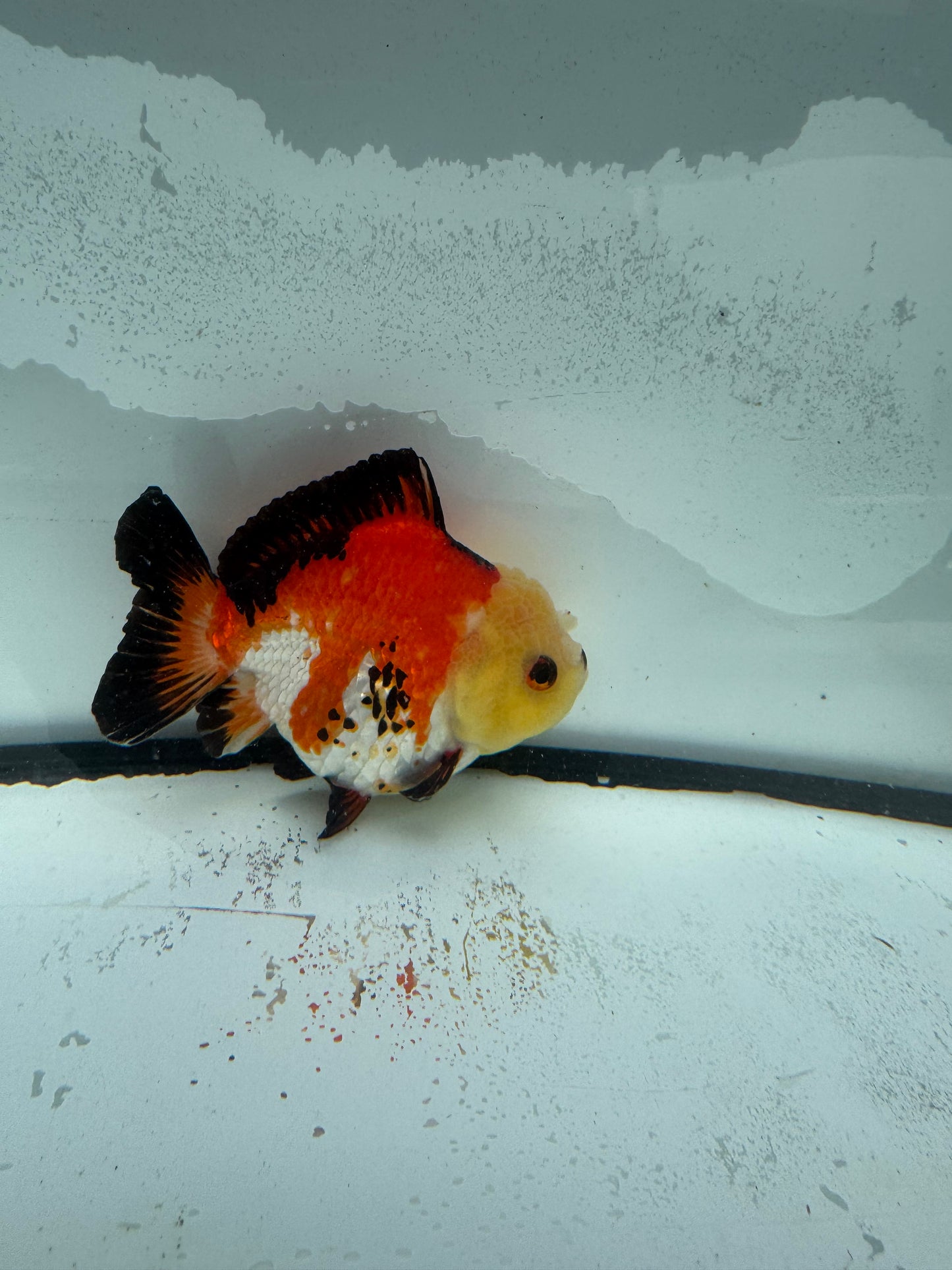 Short taił tricolour Oranda. WVF930
