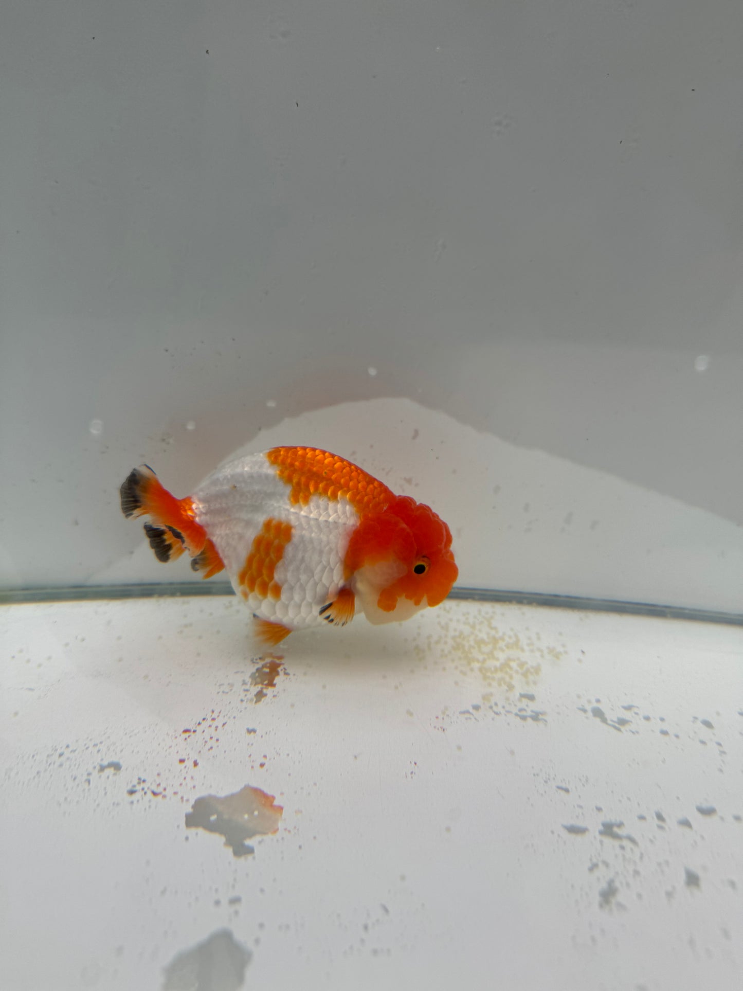 Red&white Ranchu.  WVF044