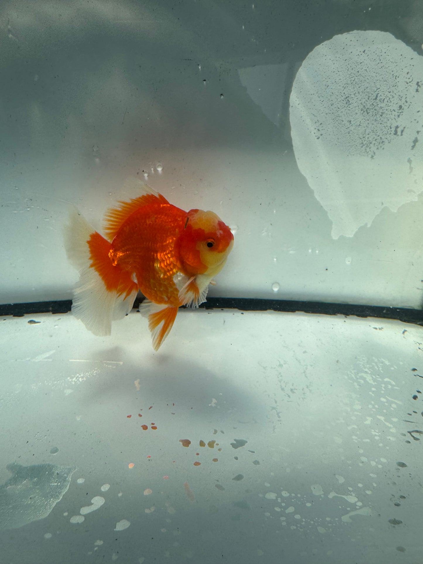 Red&white Oranda. WVF943