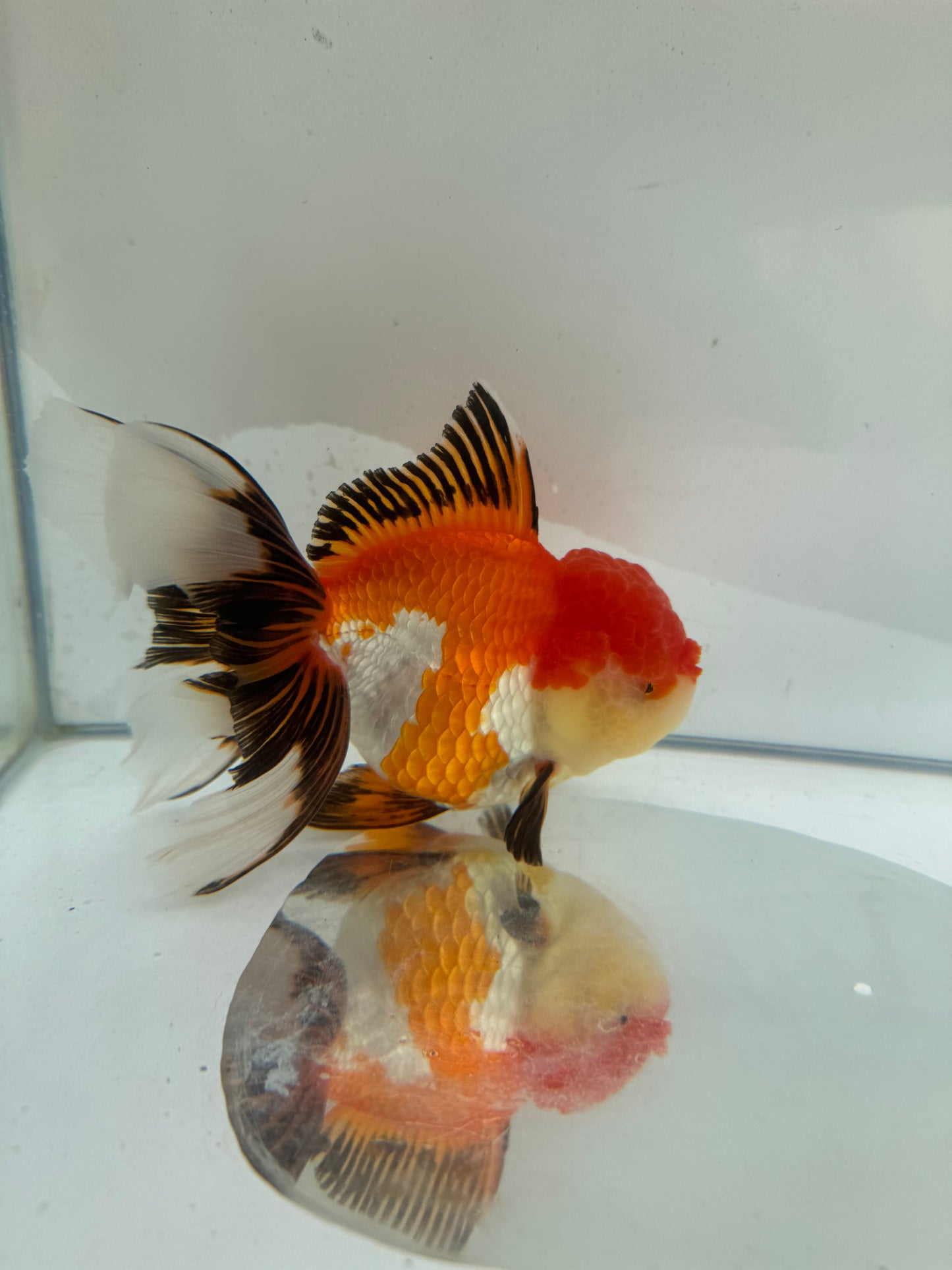 Tricolour Oranda. WVF282