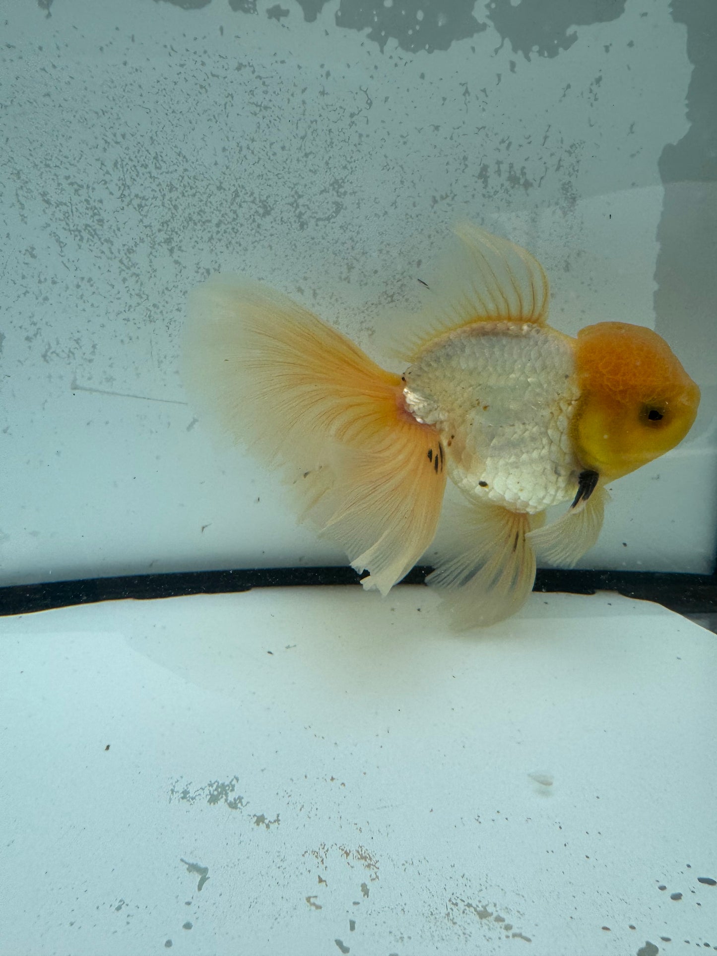 Panda lemon head. WVF1132