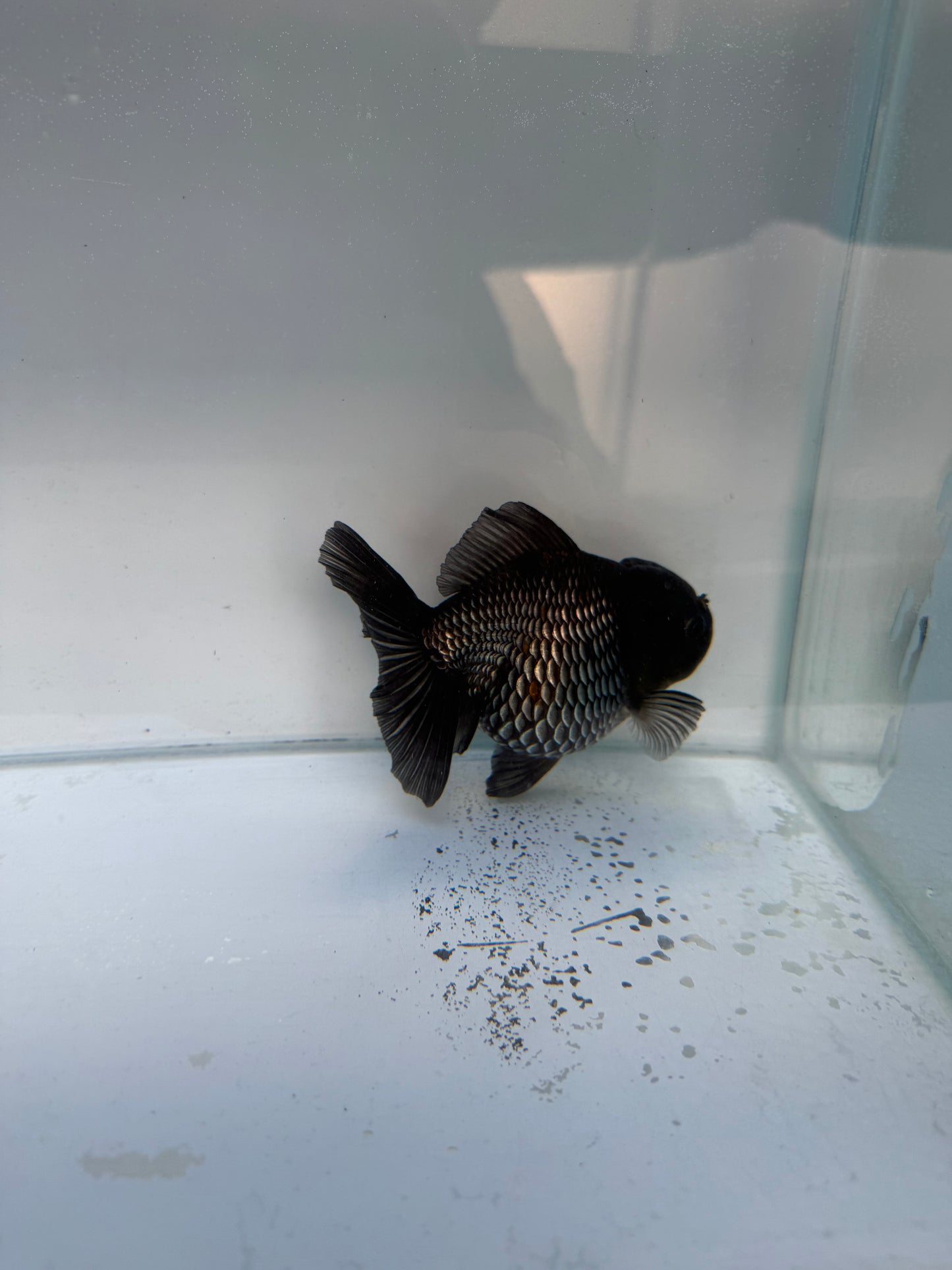 Blue Shogun Oranda WVF331 direct from jack shogun