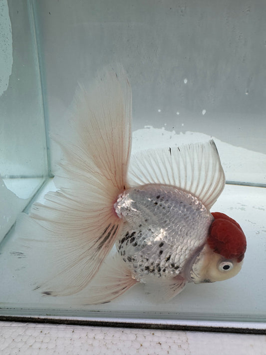 Redcap tricolour Oranda.  WVF027