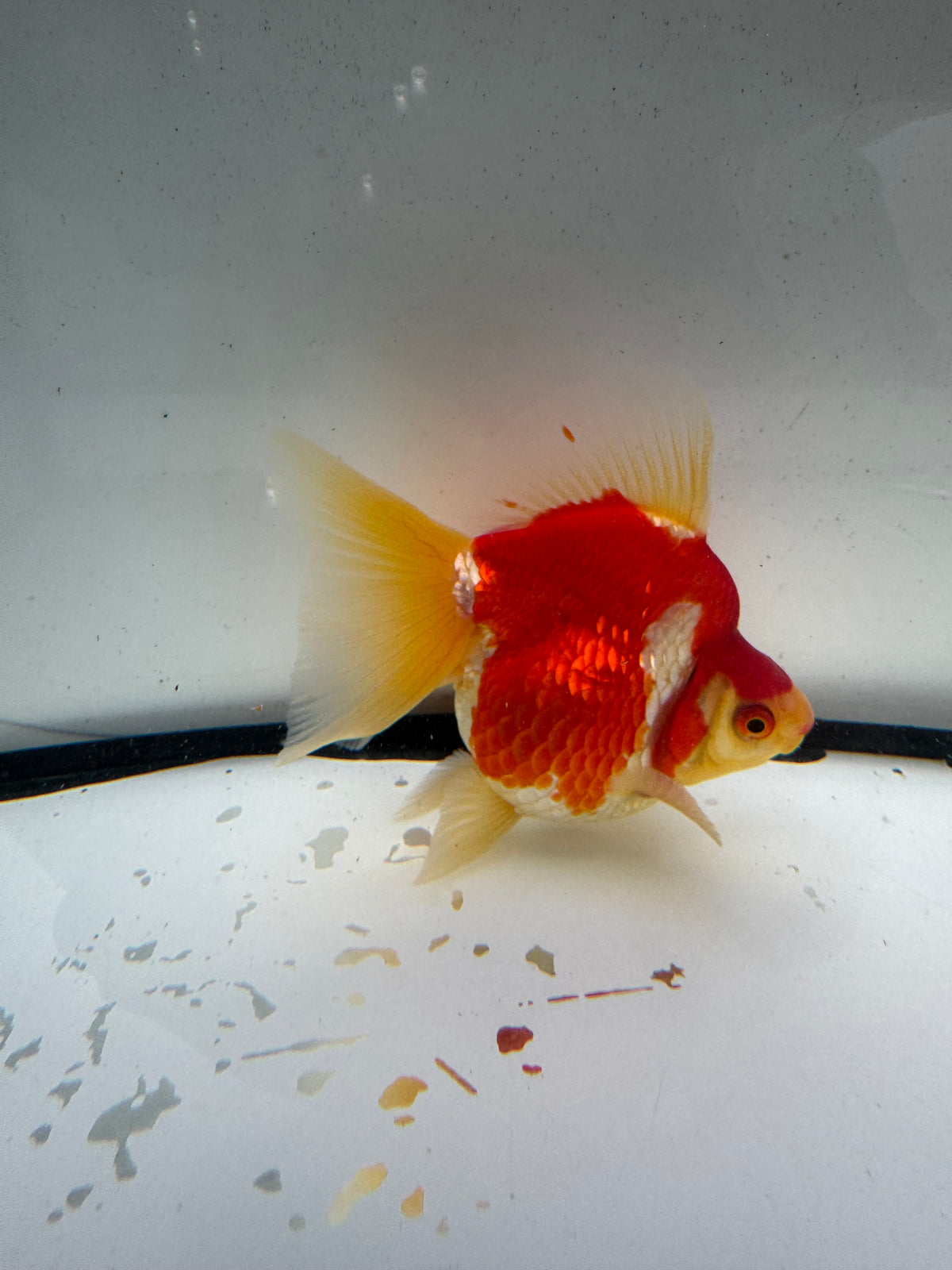 Red&white Ryukin. WVF1200