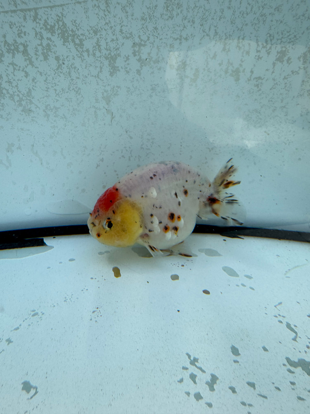 Calico Ranchu. WVF1256