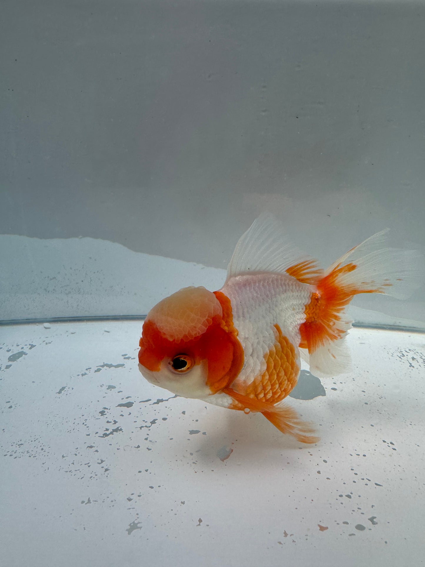 Red&white Oranda  WVF025