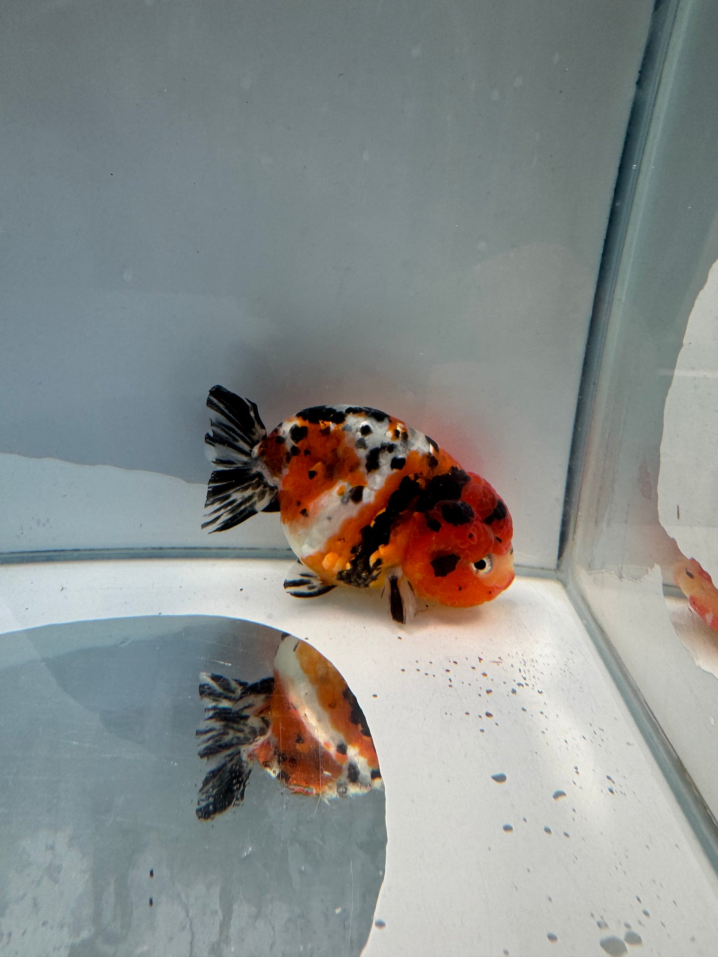 Calico Ranchu. WVF153