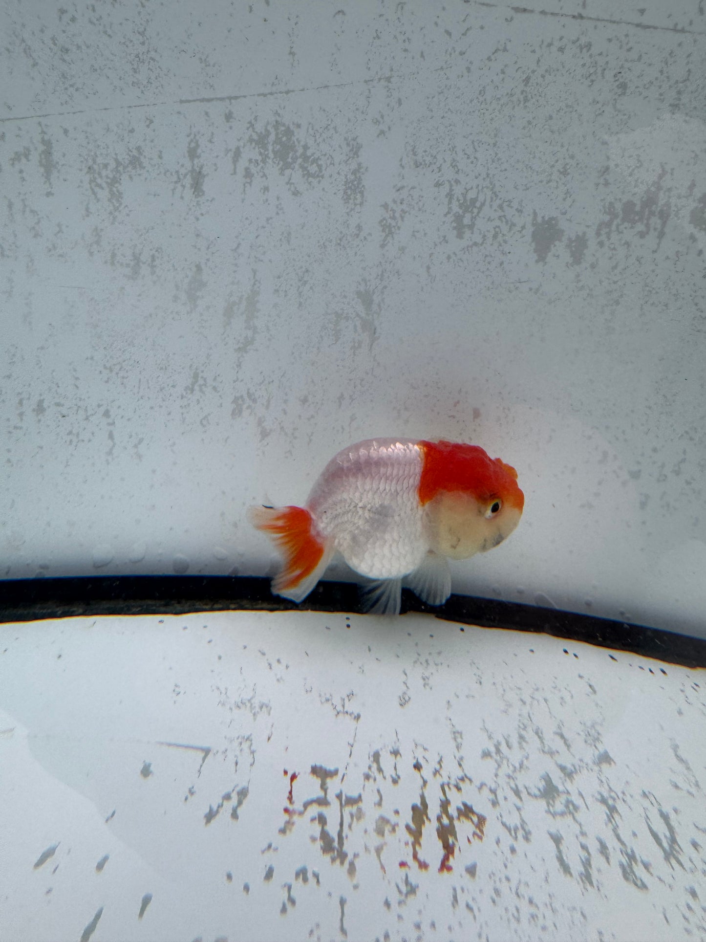 Red&white ranchu. WVF508