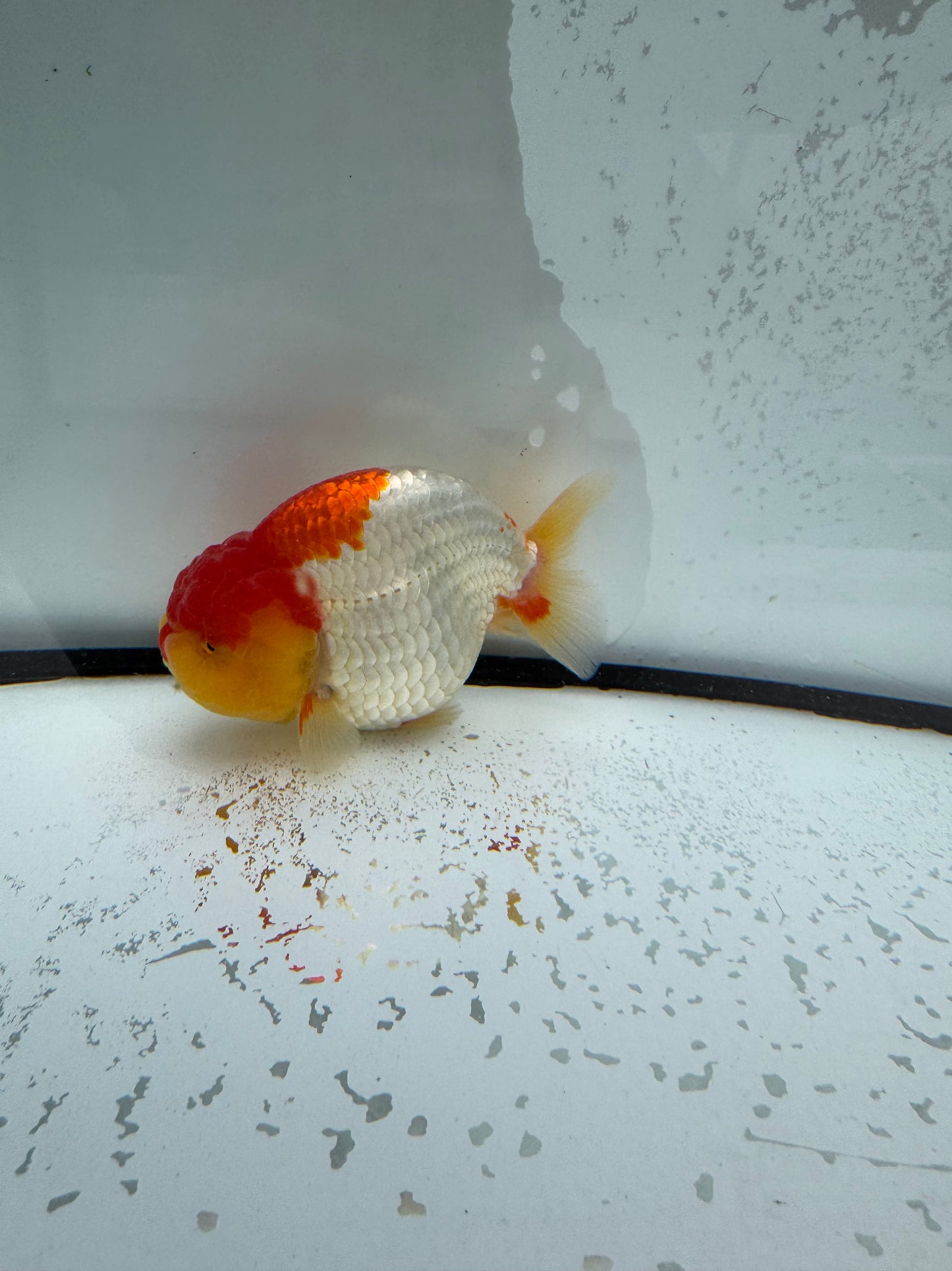 Red&white Ranchu. WVF1107