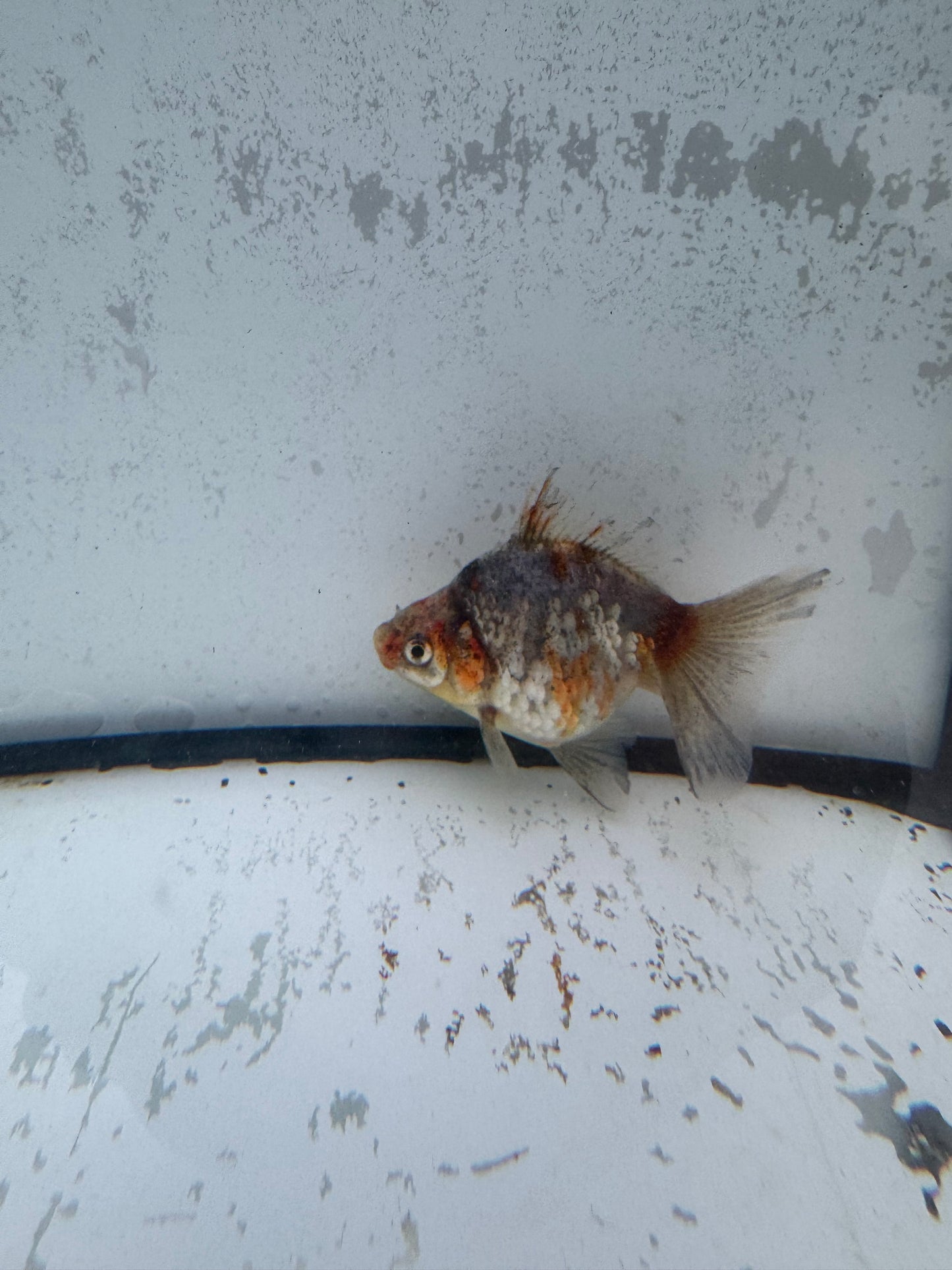 Kirin broadtail Ryukin. WVF583