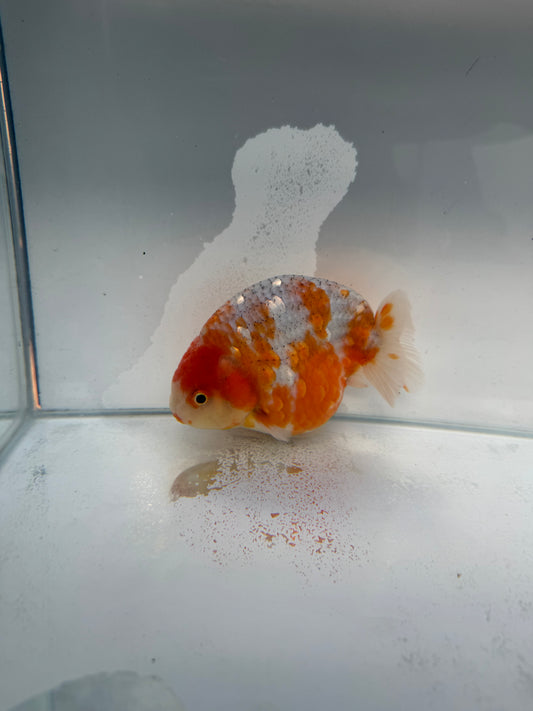 Kirin Ranchu. WVF254