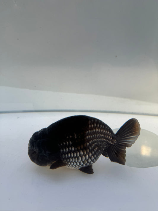 Ochiba Ranchu.  WVF125