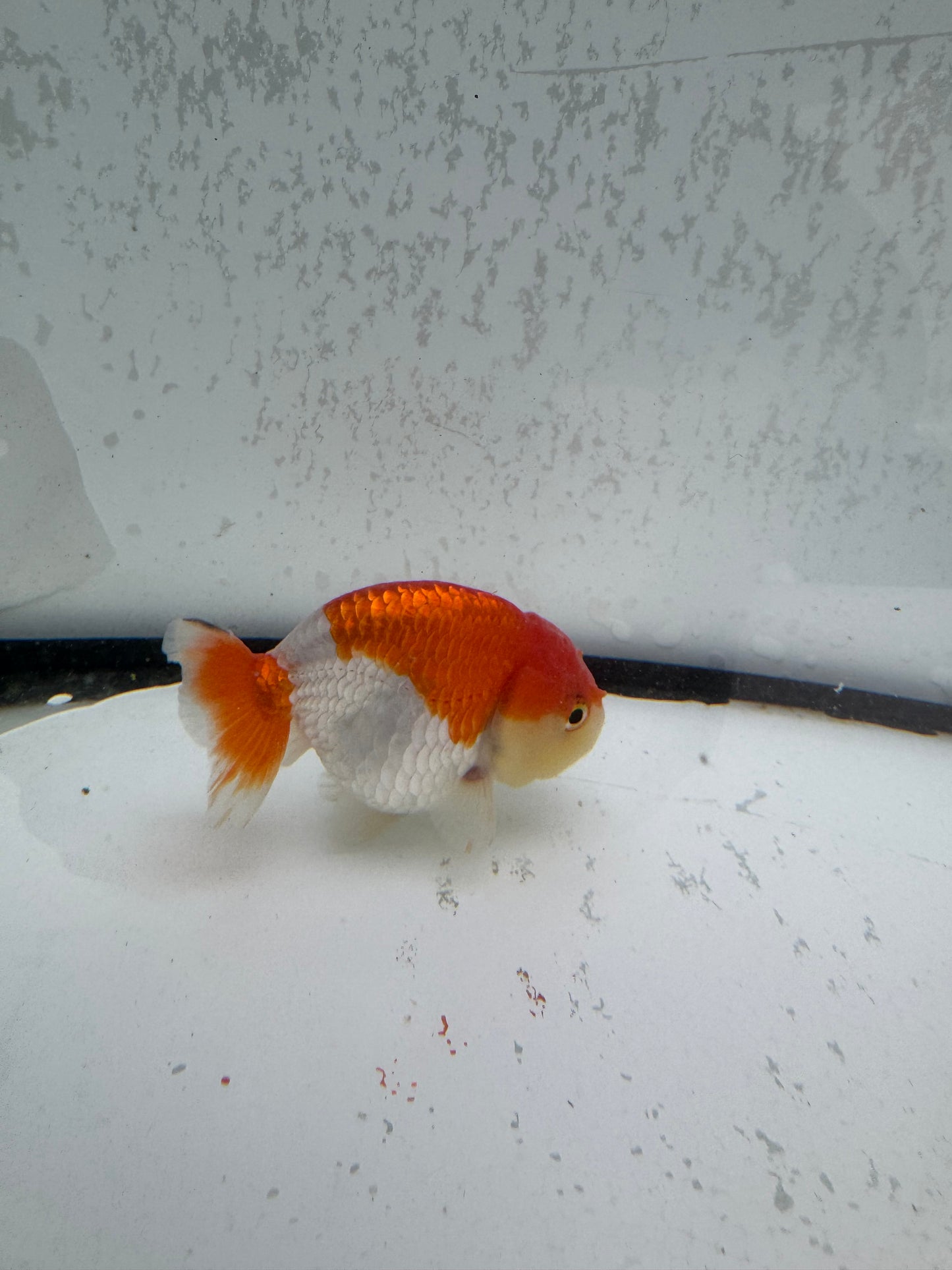 Red&white Ranchu. WVF500