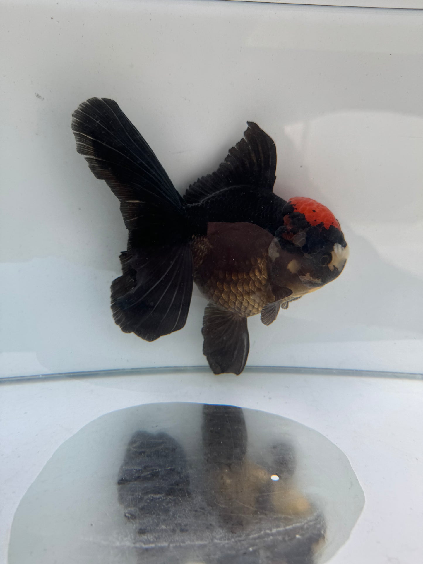 Tricolour Oranda. WVF285