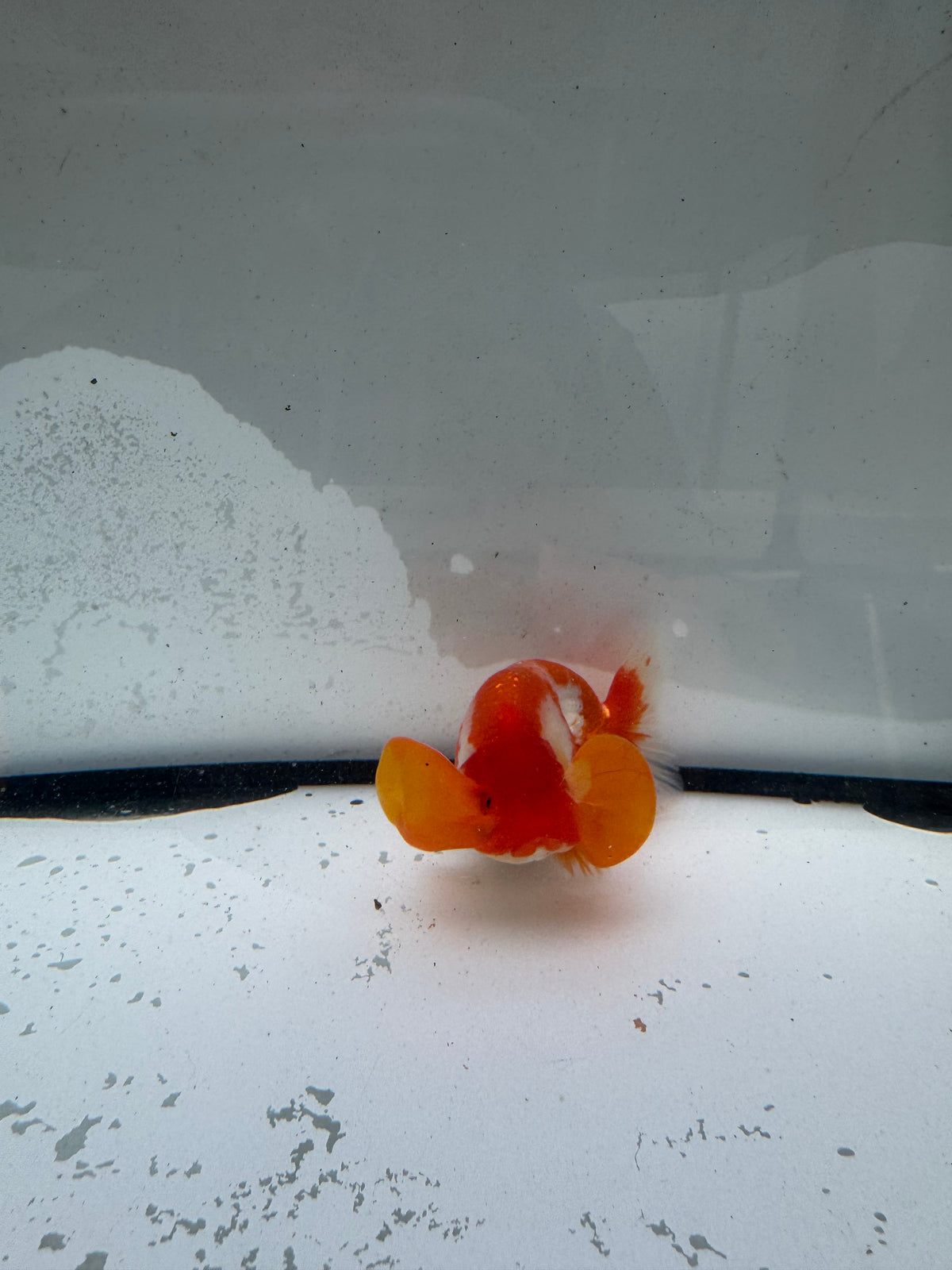 Red&white bubble eye.  WVF1175