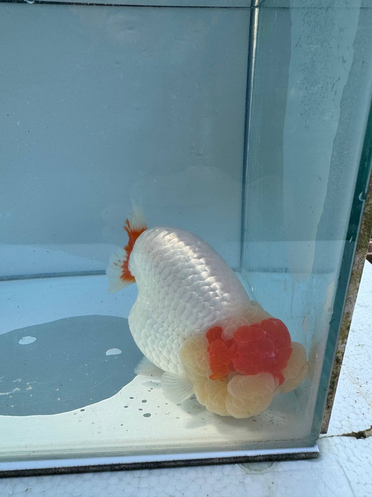 Red&White Ranchu. WVF061