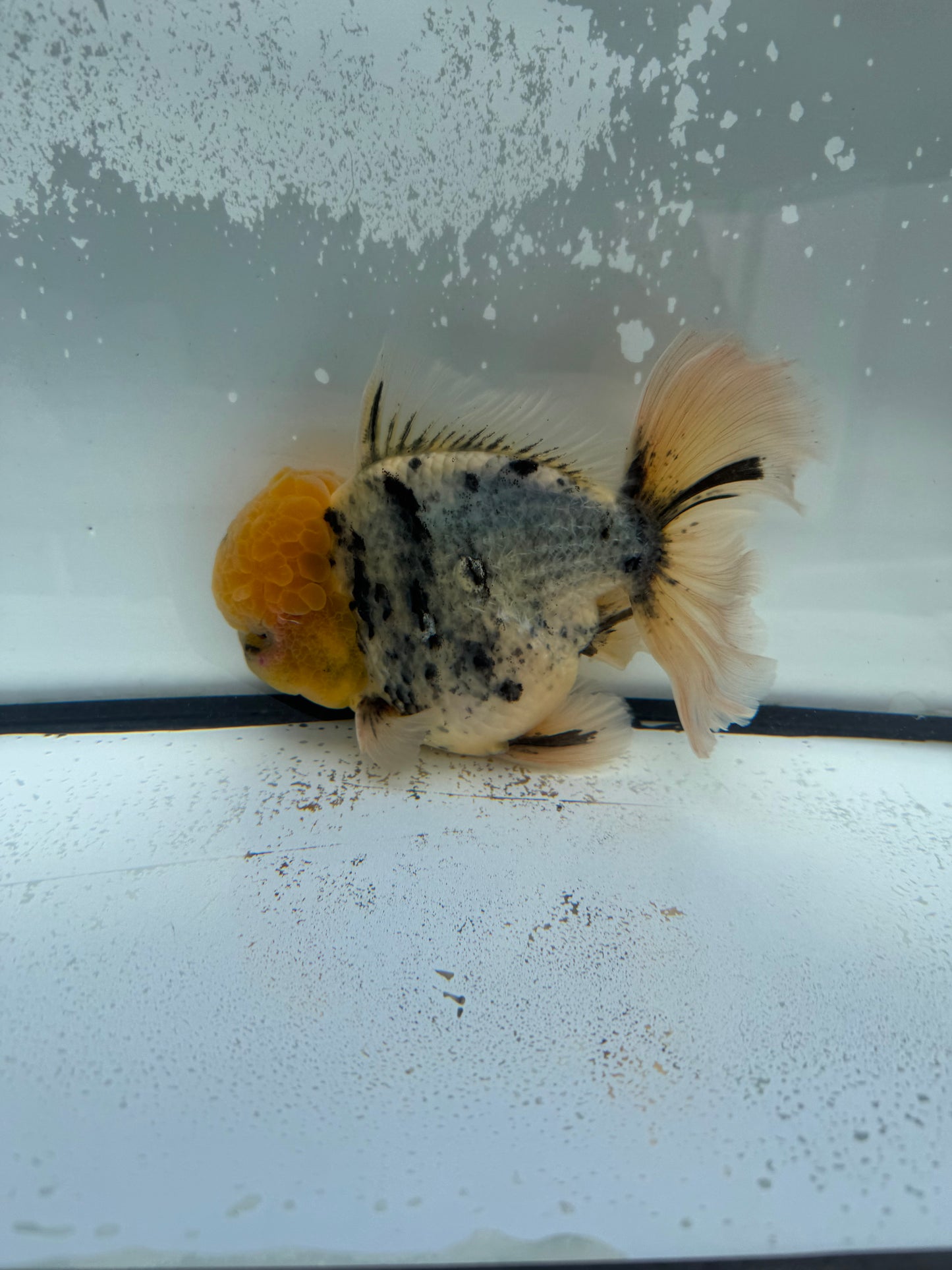 White tiger Oranda.  WVF1137