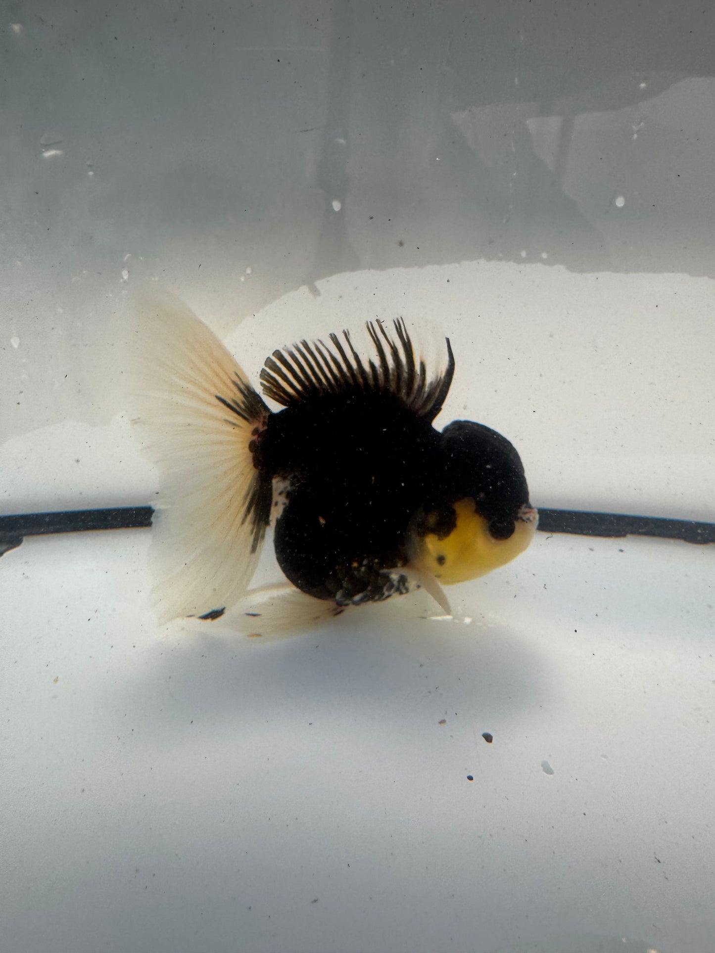 Panda Oranda. WVF921