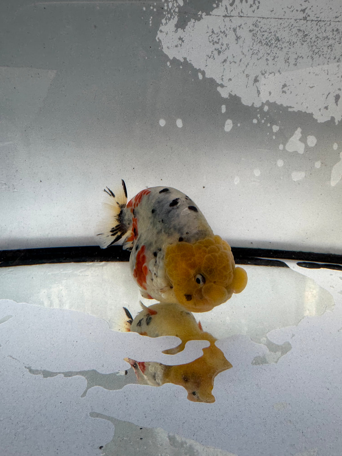 Calico Ranchu. WVF1234