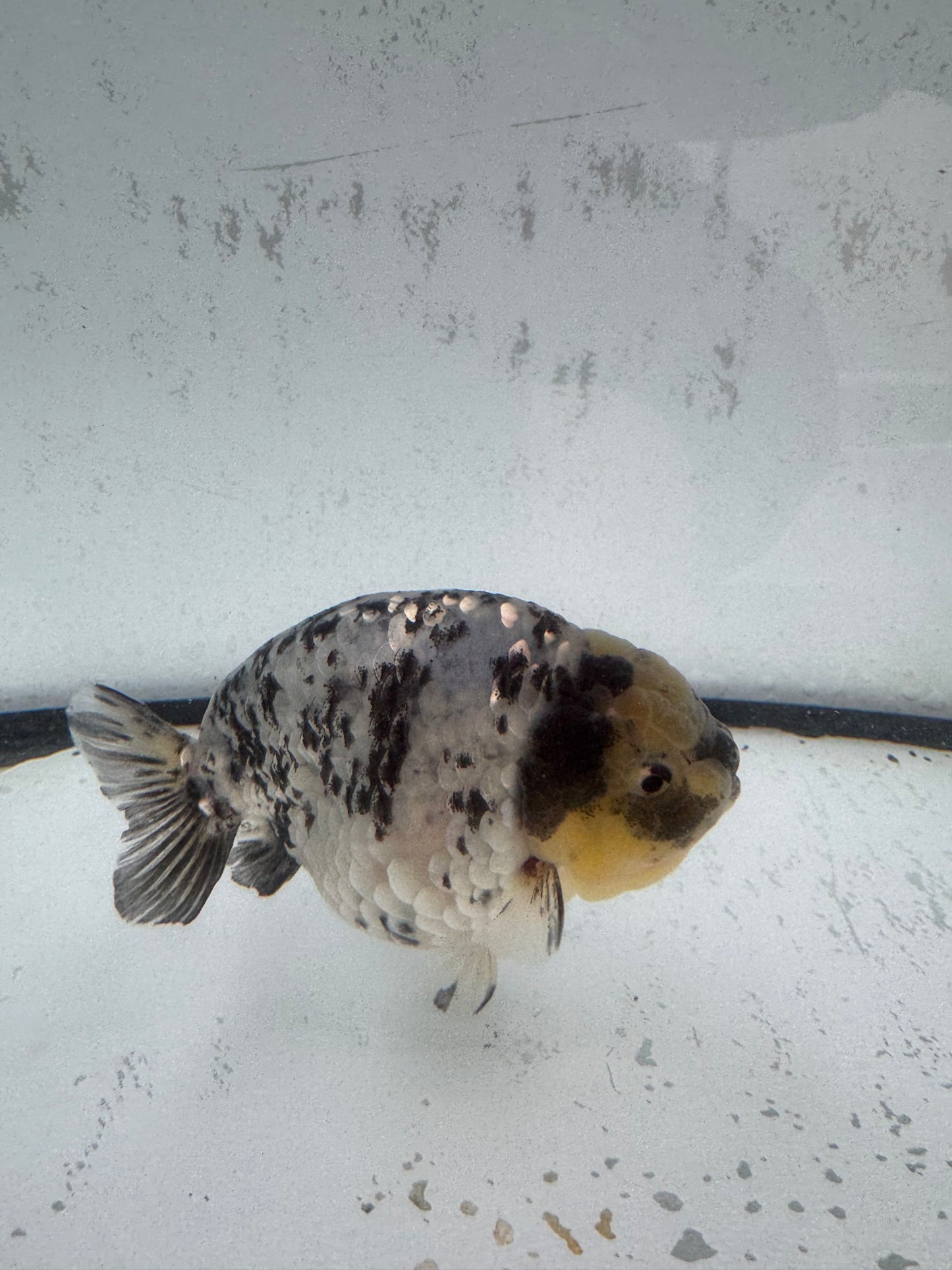 White Tiger Ranchu. WVF585