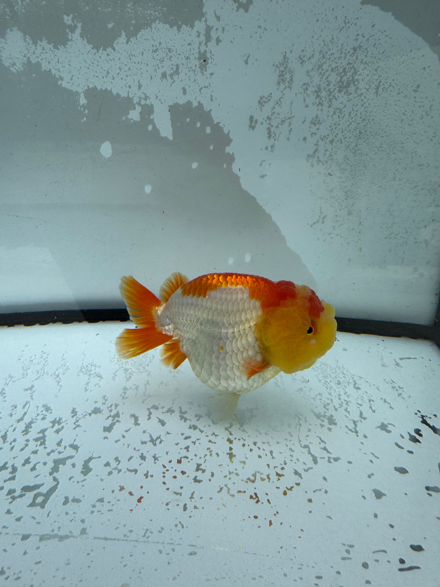 Red&white Ranchu. WVF1005