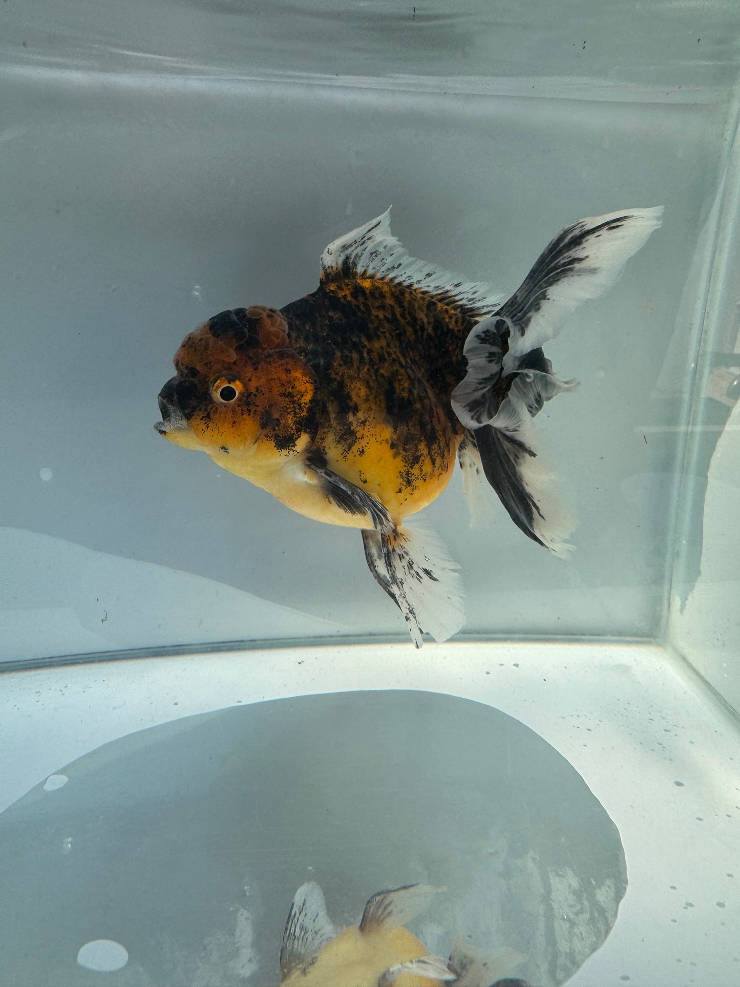 Kirin Oranda.  WVF148