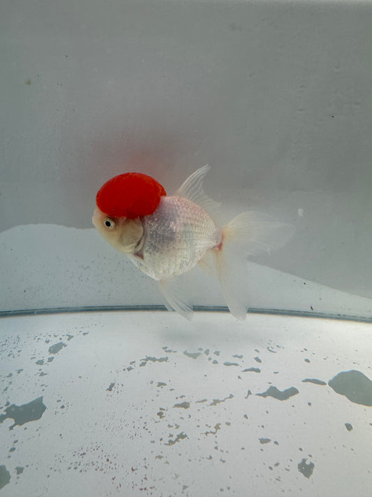 Redcap Oranda.  WVF047