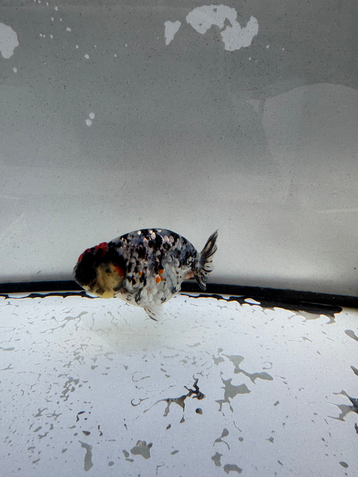 Metalic calico Ranchu. WVF1191