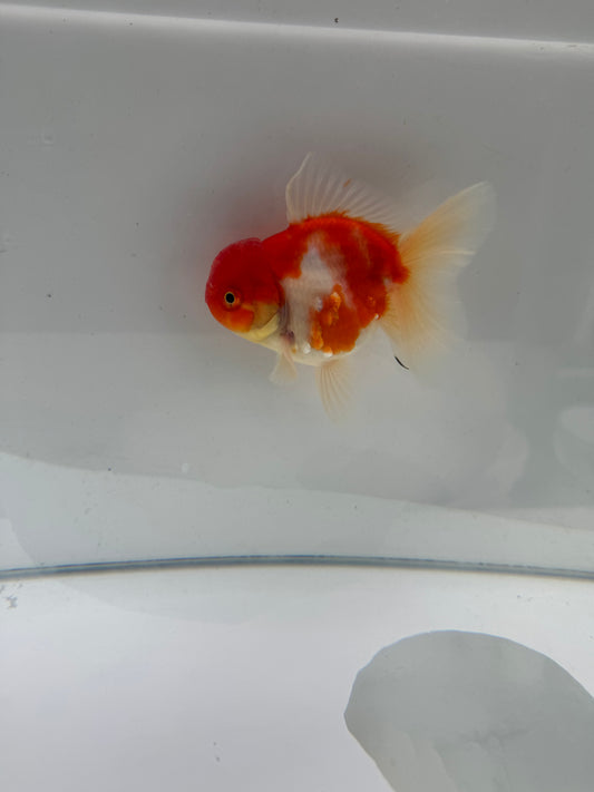 Sakura Oranda.  WVF110