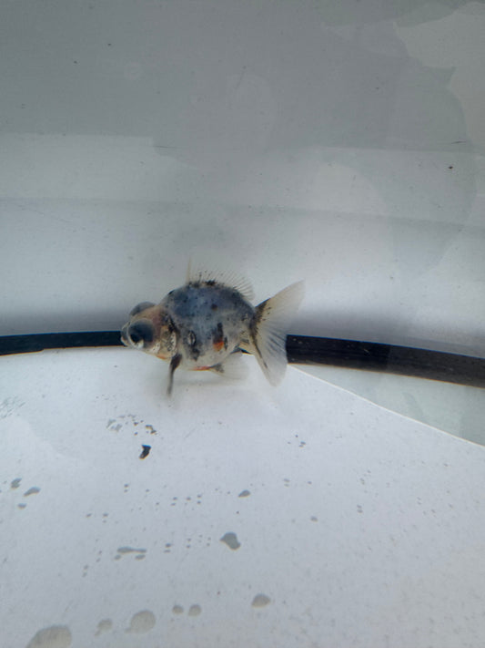 Calico Dragoneye. WVF629