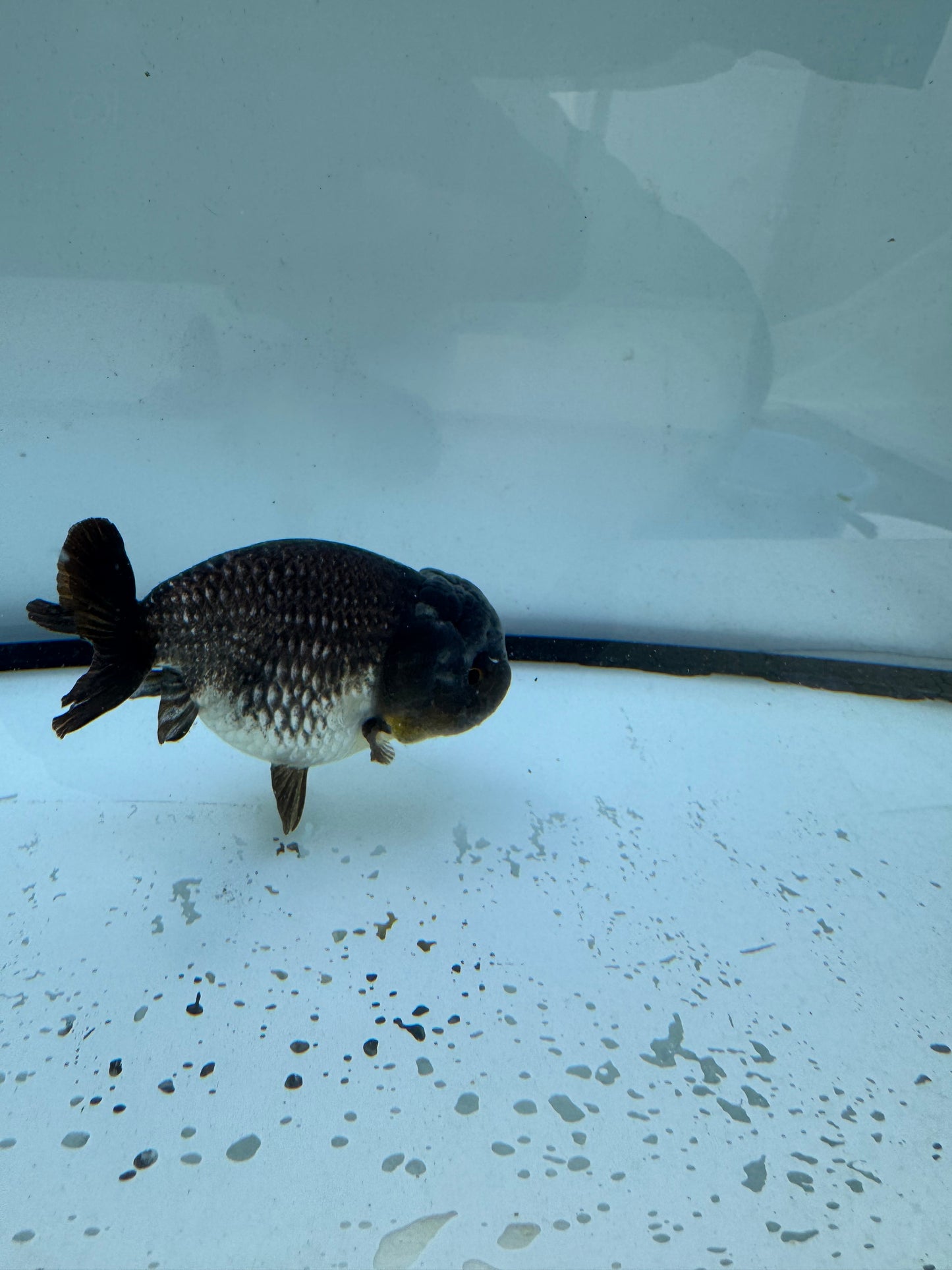 Blue/silver Ranchu. WVF708