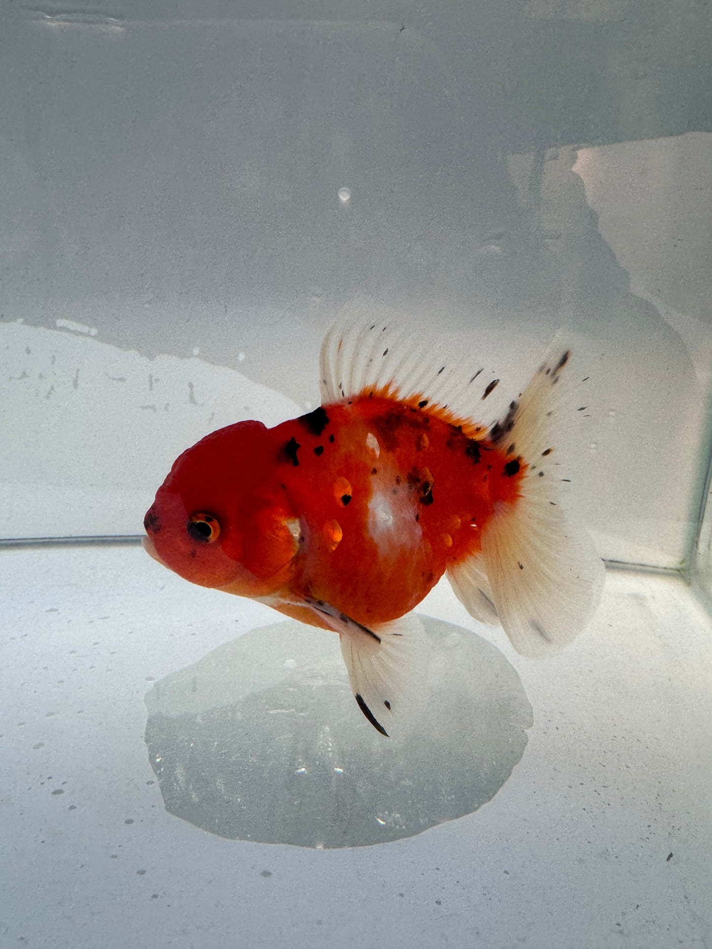 Calico Oranda.  WVF184