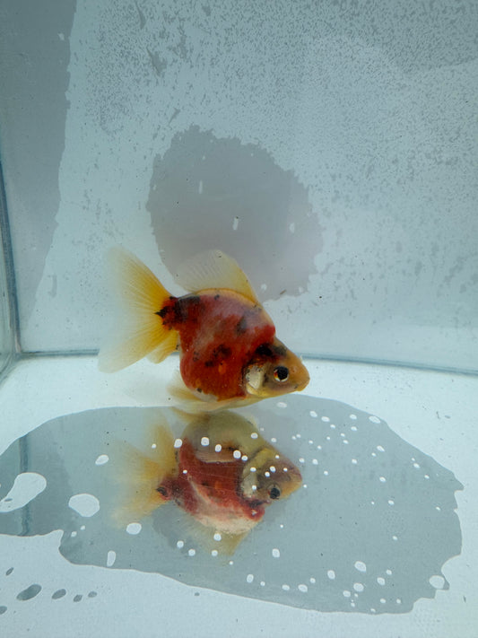 Broadtail calico Ryukin. WVF379