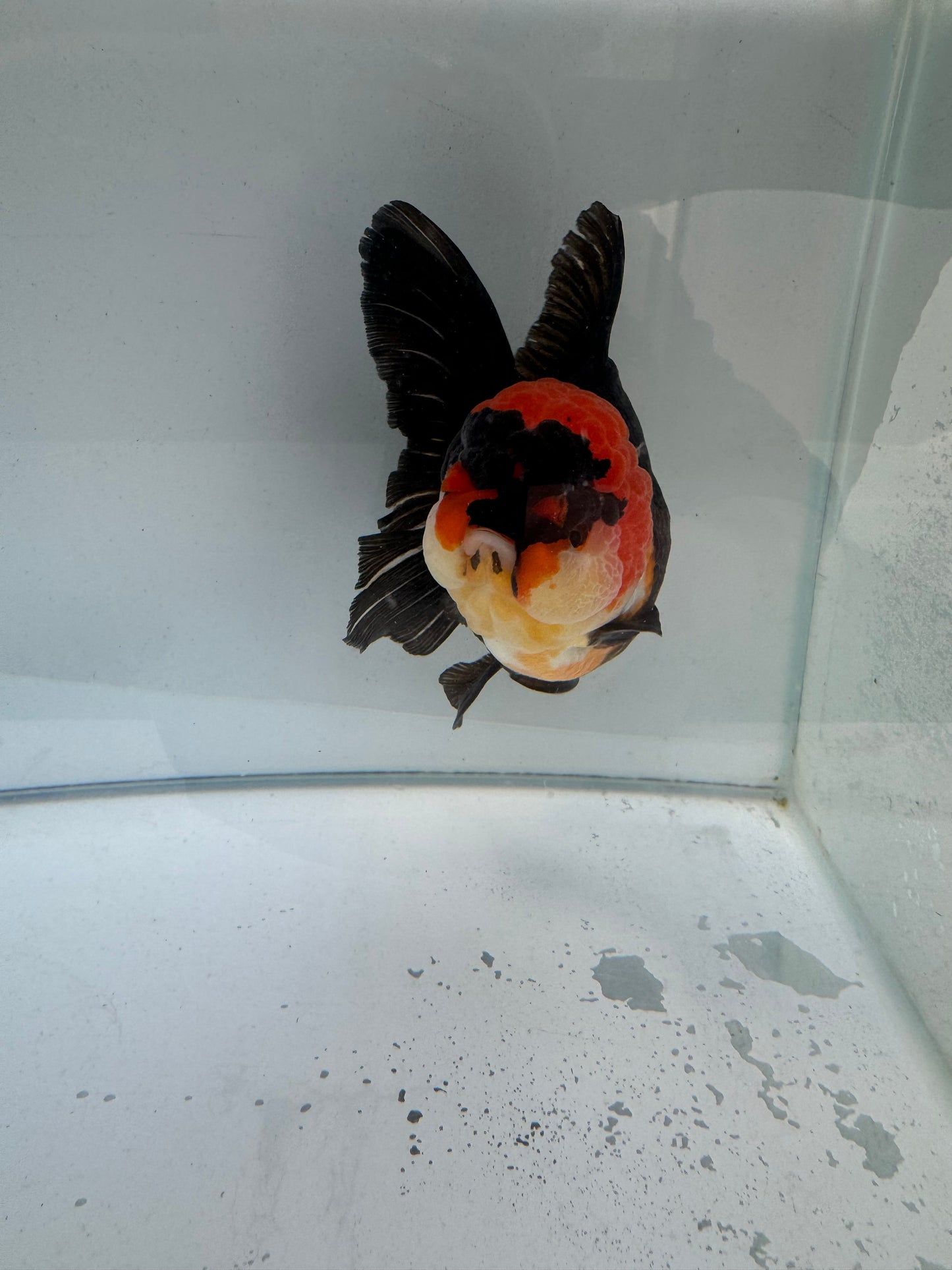 Tricolour Oranda. WVF279