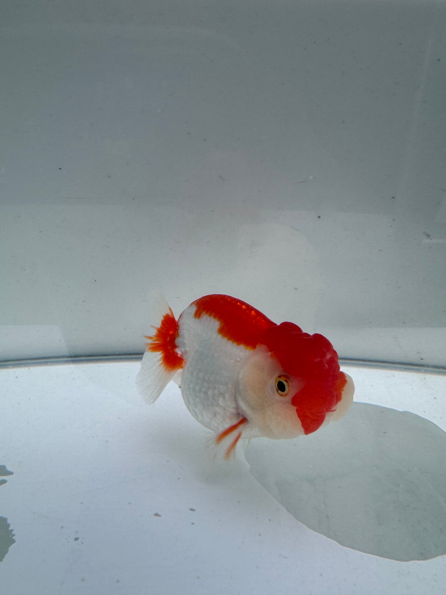 Red&white hybrid buffalo ranchu. WVF095