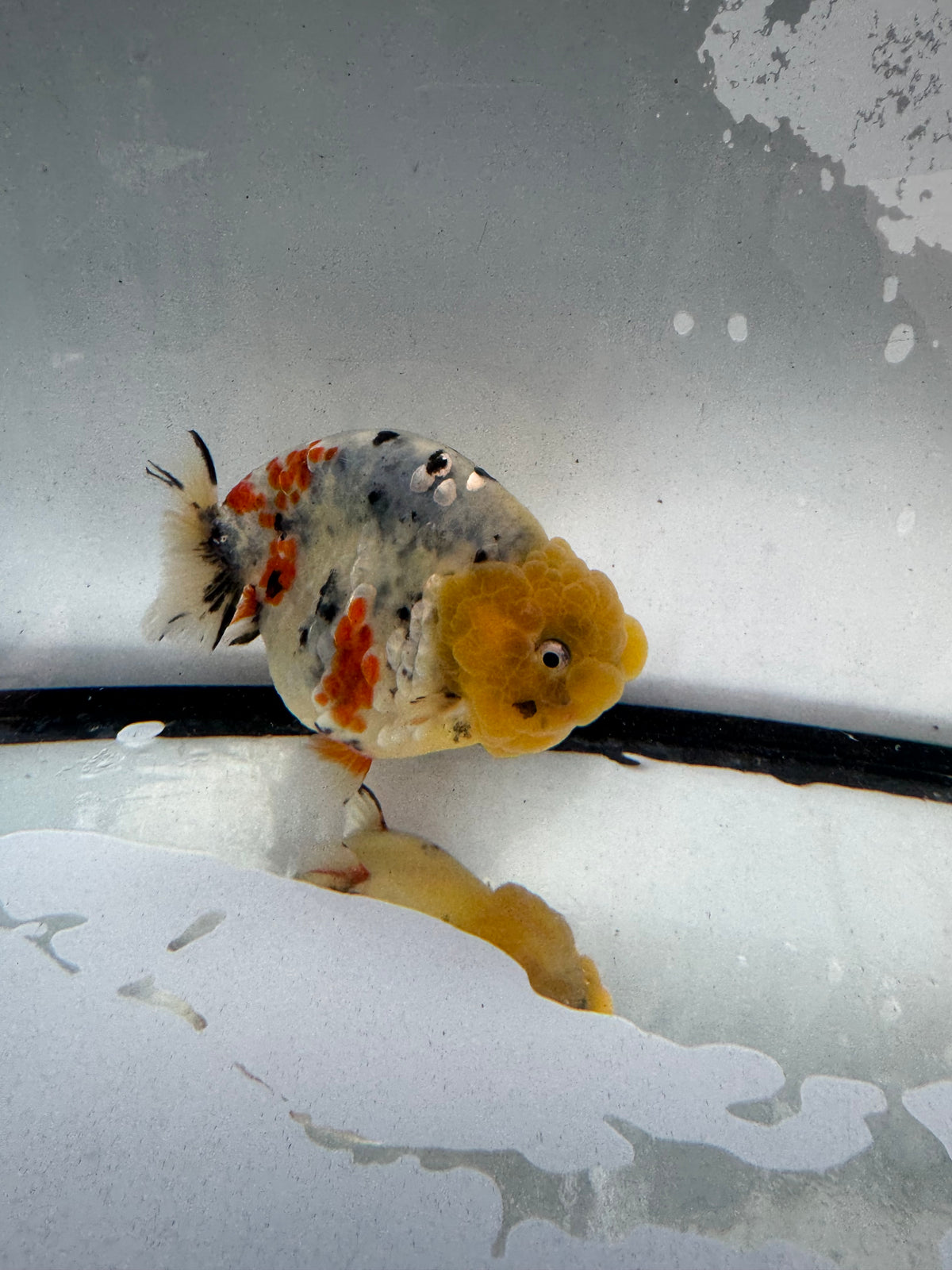 Calico Ranchu. WVF1234