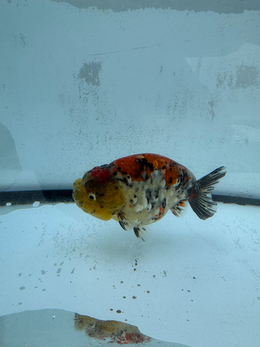 Calico tiger Ranchu. WVF447