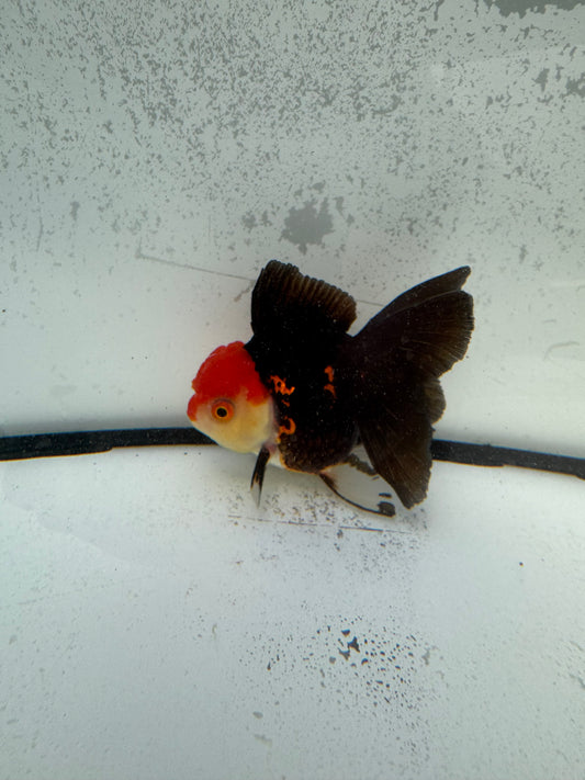 Tricolour Oranda.  WVF1148