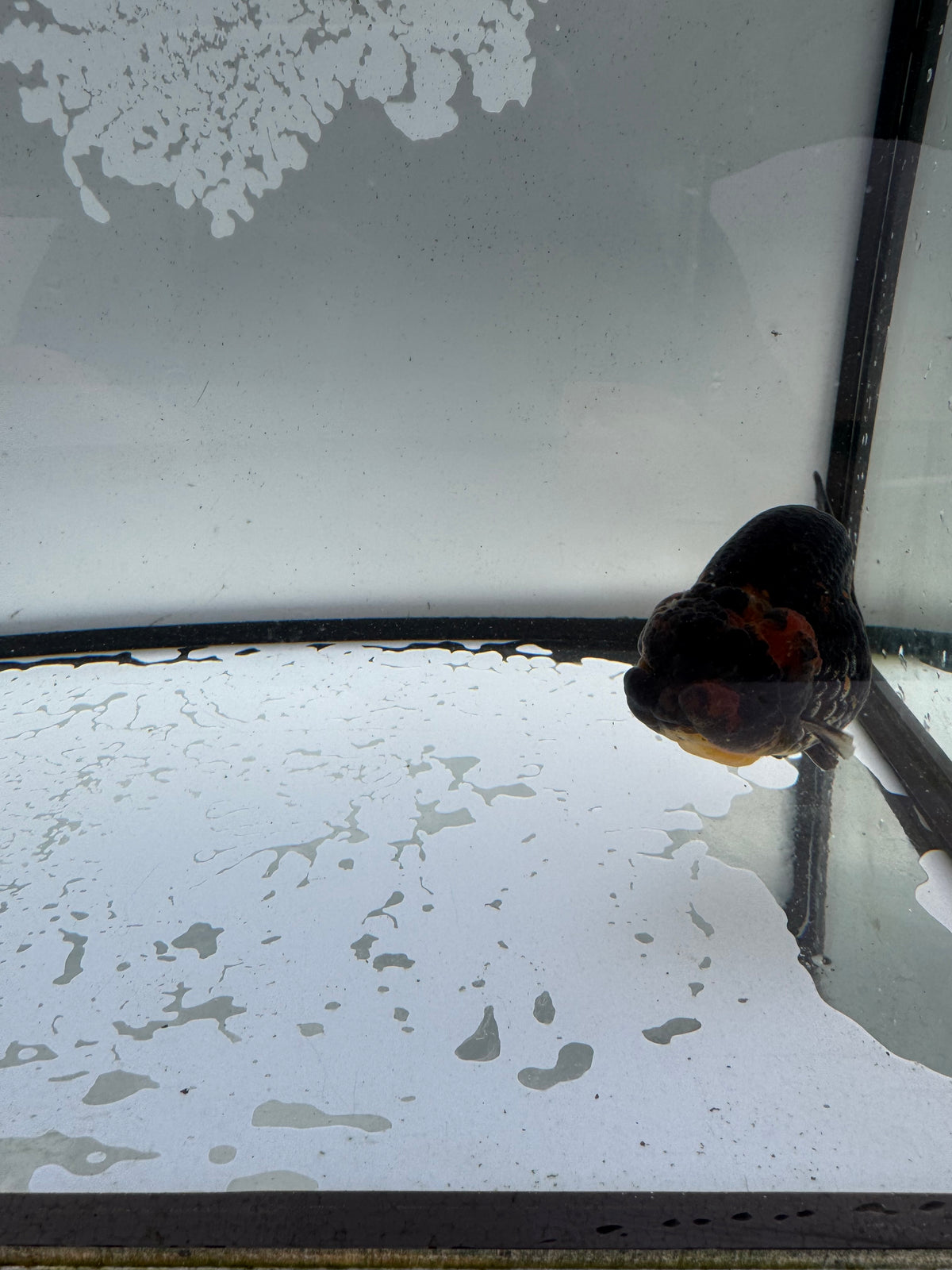 Red tiger ranchu. WVF1192