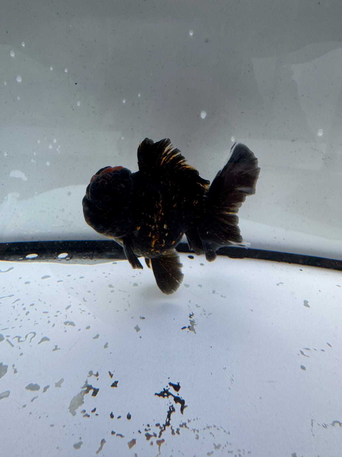 Black tiger Oranda. WVF1168